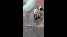 Fainting Goat Fails to Cross Water