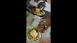 Rascal and Buckwheat the guinea pigs enjoy a farm-fresh feast