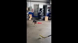 Hockey Baseball With Cattle Dog