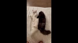 Moon and Ember Cuddle With Each Other