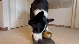 Border Collie Places Coins In Pot Of Gold