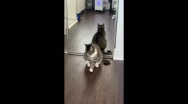 Cat Poses As Rotisserie Chicken