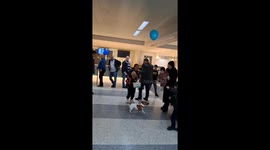 Little Dog Plays Balloon At Airport