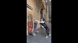 Border Collie Poses At Platform 9 3/4