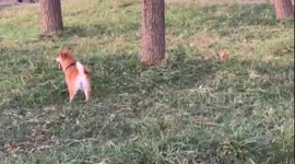 China: This Shiba Inu Has a Unique Running Style