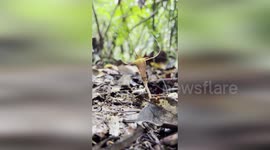 Malaysia: New Endangered ‘Fairy Lantern’ Species Discovered in Malaysia