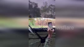 US: Florida Panther’s Unique Caterwaul Caught on Video