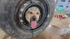 Stray dog rescued after getting its head stuck in a car wheel