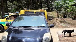 King cobra stuck under wardrobe rescued by snake catchers