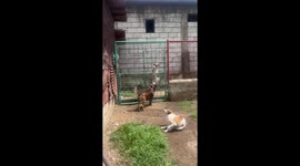 Clever dog climbs fence to enter house in Negros Occidental, Philippines
