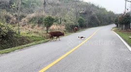 Cow playfully chases cat in the middle of the road in Hubei, China