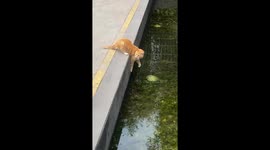 Cat drinks water in a unique way in Sichuan, China