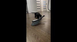 Dog plays with brush in Blansko, Czechia