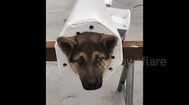 Dog gets head stuck in streetlight pole, owner uses crane to successfully rescue it