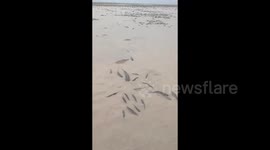 Hundreds of fish stranded as water levels in Chinese lake drop significantly