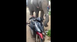 Thirsty elephant receives drink of water from hosepipe