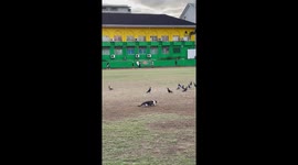 Cat slowly stalks pigeons in a field in Cebu, Philippines
