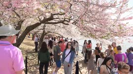 US: Cherry blossoms reach peak bloom at Washington’s Tidal Basin, drawing crowds