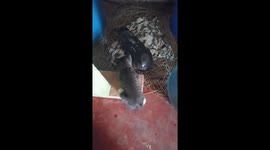 Truco truco y su hijo palomo una novela q asta hora empieza