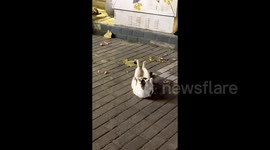 Paws of steel: Cat caught doing sit-ups on street