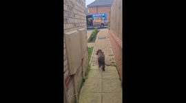 Bark and Ride: Monday morning dog bus rolls through Cambridgeshire