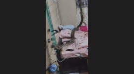 Huge python caught slithering through family's bed