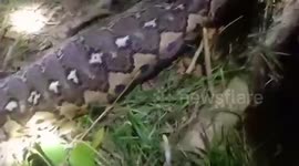 Python's belly cut open after swallowing grandmother in Indonesia
