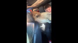 Hungry Camel Causes Chaos at Drive-Through Zoo