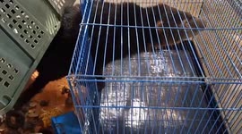 Thai police cooperate with US wildlife department to arrest wild smuggler with 200 animals