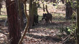 Wild boars, including adults and piglets, were resting under a tree in a Berlin forest near Tegel Airport. As soon as they heard me, they jumped up, alert. But when I stood still, they calmed down and resumed their activities.