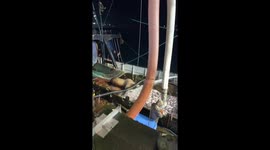 Sea Lion Finds Free Food on Fishing Boat
