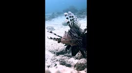 Dental Care for Lionfish
