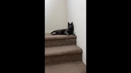 Medication Turns Cat Into a Goofball