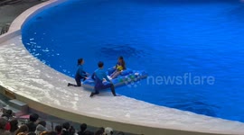 Girl floats on dinghy as dolphins leap from the water