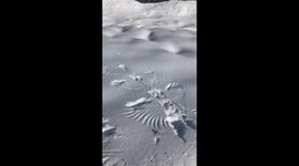 Raven Snow Angel