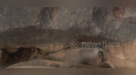 Social organisation rescued a cow got stuck between two rocks in Shahdol, Madhya Pradesh