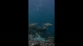 Loved-up sea turtles seen kissing underwater