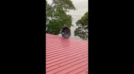 Locals chase runaway umbrella as it blows across roof on windy day