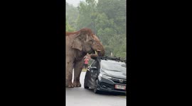 Elephant crushes car roof while searching for food in Thailand