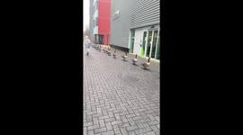 Going to class? Flock of geese waddle through university campus in Warwick