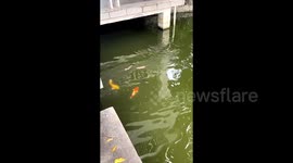 Rats and fish frantically compete for food being thrown into water