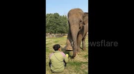 Elephant gently 'massages' keeper's foot at zoo in China