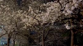Japan: Cherry Blossoms Reach Full Bloom Across Country 4