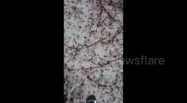 Canada: Aftermath of a severe ice storm in Barrie