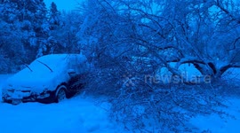 Minnesota man wakes up to find one of his trees had succumbed to weight of heavy snow