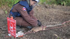 Hero rat sniffs out Guinness World Records title for most mine detections