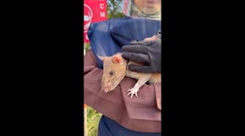 RAT-TASTIC VICTORY! HERO RAT RONIN SNIFFS OUT GUINNESS WORLD RECORD