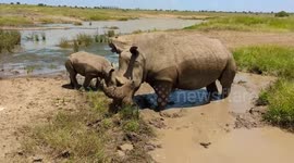 Rhino Herd and an Adorable Calf diving in a mud pit in the Wild