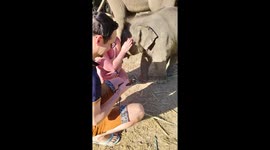 Playful baby elephant accidentally knocks tourists over while trying to cuddle
