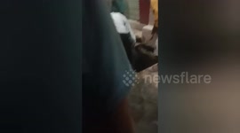 Pair of calves stuck in sewer are rescued in India